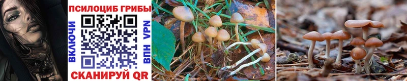 kraken ТОР  Тобольск  Псилоцибиновые грибы MAGIC MUSHROOMS 